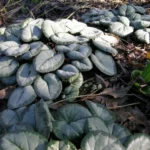 Cyclamen coum album Silverleaf — photo 2