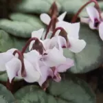 Cyclamen coum album Silverleaf — photo 3