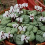 Cyclamen coum album Silverleaf — photo 4