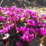 Cyclamen coum rose