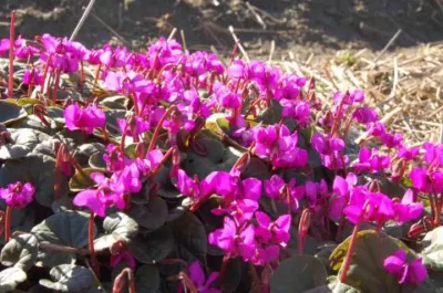 Cyclamen coum rose