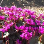Cyclamen coum rose