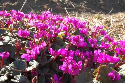 Cyclamen coum rose