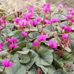 Cyclamen coum rose — Cyclamen