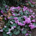 Cyclamen coum rose — coum