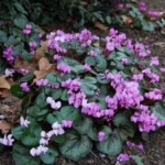 Cyclamen coum rose — photo 3