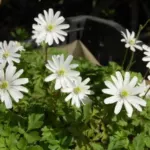 Anemone apennina albiflora