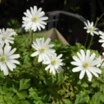 Anemone apennina albiflora