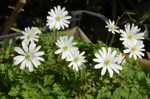 Anemone apennina albiflora