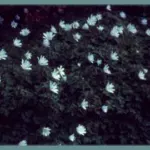Anemone apennina albiflora — apennina