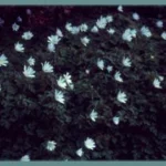 Anemone apennina albiflora — photo 2