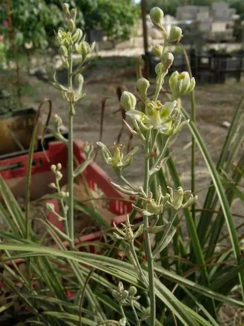 Zigadenus nuttallii