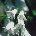 Allium triquetrum