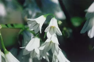 Allium triquetrum