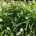Allium triquetrum — ruisseaux