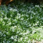Allium triquetrum — allium
