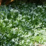 Allium triquetrum — allium