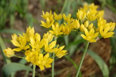 Allium moly Jeanine
