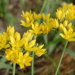 Allium moly Jeanine
