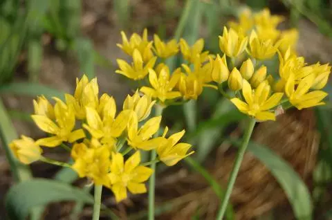 Allium moly Jeanine