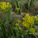Allium moly Jeanine — ail