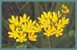 Allium moly Jeanine — pyrenées
