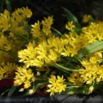Allium moly Jeanine — Allium