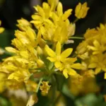 Allium moly Jeanine — moly