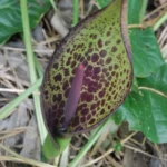 Arum dioscoridis