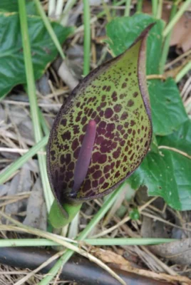 Arum dioscoridis
