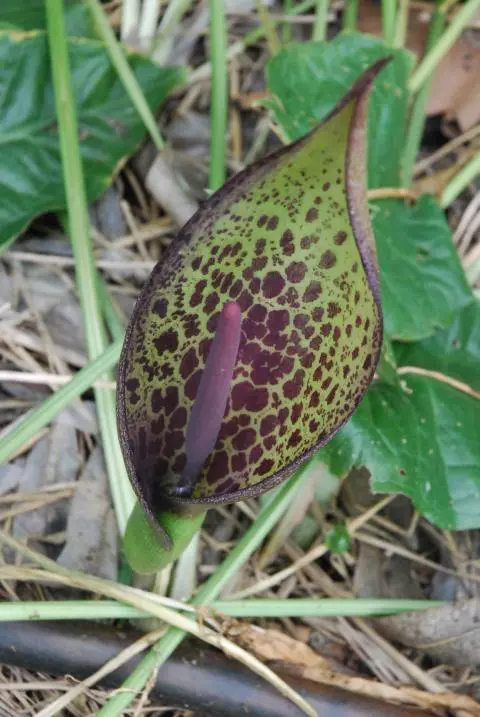 Arum dioscoridis