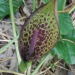 Arum dioscoridis