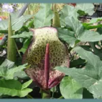 Arum dioscoridis — arum