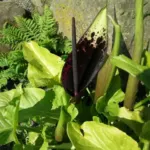Arum dioscoridis — dioscoridis