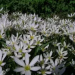 Zephyranthes candida — photo 2