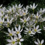 Zephyranthes candida