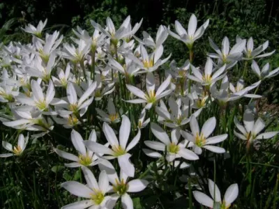 Zephyranthes candida