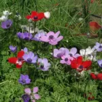 Anemone coronaria mélange