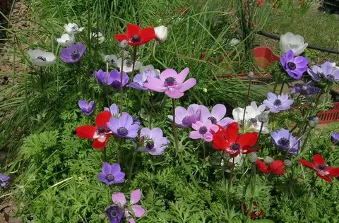 Anemone coronaria mélange