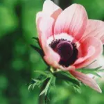 Anemone coronaria mélange — pavonina