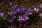 Crocus tommasinianus /100