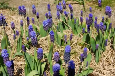 Muscari latifolia