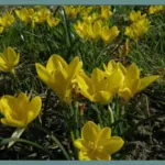Sternbergia lutea (type) (/100)