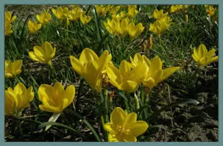 Sternbergia lutea (type) (/100)