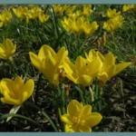Sternbergia lutea ssp angustifolia (/100)