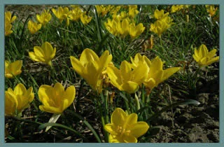 Sternbergia lutea ssp angustifolia (/100)