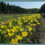 Sternbergia lutea (type) (/100) — Sternbergia