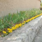 Sternbergia lutea (type) (/100) — lutea