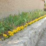 Sternbergia lutea ssp angustifolia (/100) — photo 4