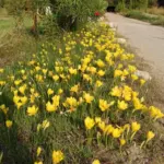 Sternbergia lutea (type) (/100) — angustifolia